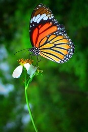 a beautiful orange butterfly resting on a white flower