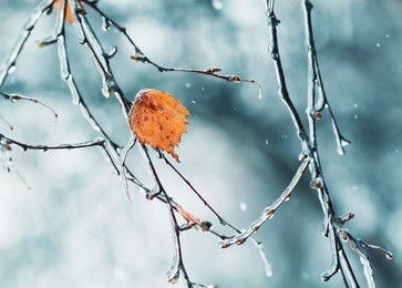 beautiful sparkly tree branches covered with ice in bad weather