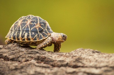 indian star tortoise