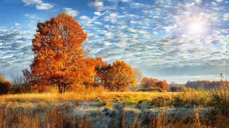 landscape of colorful frosty autumn nature on sunny day. fall background.