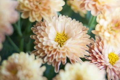 chrysanthemums in autumn 