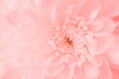 pink flower, close up petal of pink chrysanthemum flower or pink flower image use for web design and flower background