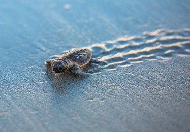 baby sea turtle tracks at sunrise
