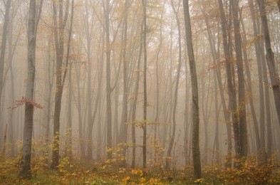 misty forest with dense fog in autumn
