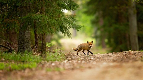 red fox is largest of the true foxes, has the greatest geographic range of all members. red foxes are usually together in pairs or small groups consisting of families.
