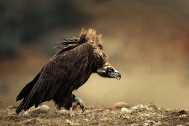 walk cinereous vulture (aegypius monachus).