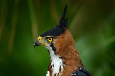 ornate hawk-eagle, spizaetus ornatus, beautiful bird of prey from belize. raptor in the nature habitat. bird of prey sitting on the tree.