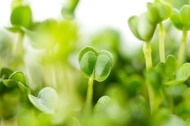 arugula sprouts on a white background