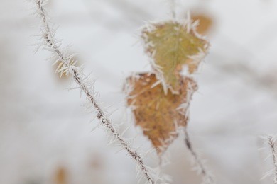 morning frost on autumn plants
