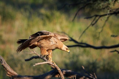 close up bird of prey, tawny eagle, aquila rapax, large raptor with partly outstretched wings landing on branch, against colorful,dry savanna in background.  