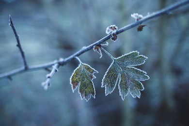 leaves covered with frost
