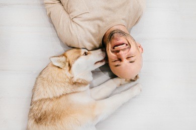 happy laughing adult man lying on wooden floor. bald male emotions. guy with his siberian husky dog at home. love animals. domestic mammal puppy licking owner ear. funny expressive leisure time