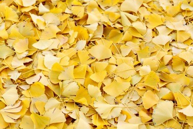 leaves of the ginkgo tree in fall selective focus