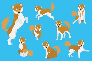 set of siba dogs in modern flat style. animal character design isolate background.  