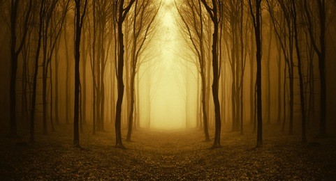 path through a golden forest at sunrise with fog and warm light