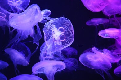 group of light purple jellyfish