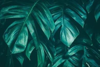 tropical jungle foliage, dark green leaf nature background