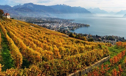 panorama of autumn vineyards in switzerland view on lavaux region by autumn day, vaud