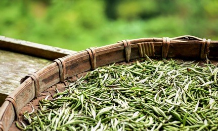 specially selected early in the morning fresh white tea leaves spread curing in bamboo basket tray after harvest.chinese silver needle white tea of premium quality. premium green tea leaves.