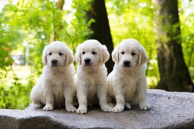 puppy golden retriever pup posing outdoors