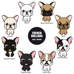 set of different colors of  french bulldog vector illustration , isolated on white background , jpg included clipping path
