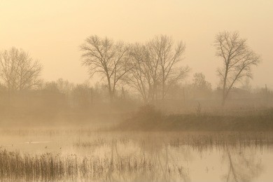 trees near the pond on a foggy early spring morning.