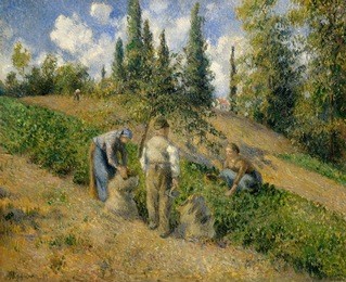 the harvest, pontoise, by camille pissarro, 1881, french impressionist painting, oil on canvas. the theme of potato gathering recurs in pissarrox90s works, linking him to the realist painters