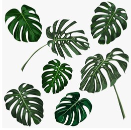 set of tropical monstera leaves. vector illustration