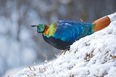 himalayan monal
