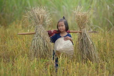 a farmer carrying dry wheat after harvesting