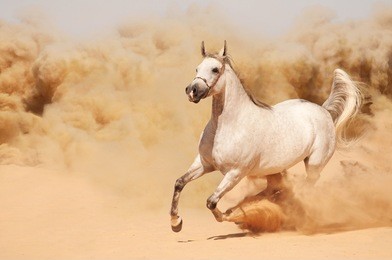 white horse running in the sand of the desert 