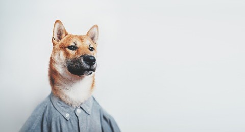 portrait of shiba inu dog wearing hipster shirt and looking serious, empty space for your design, text message or logo, mock up with shiba inu dog