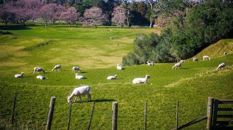 sheeps  are eating grass between way to one tree hill.