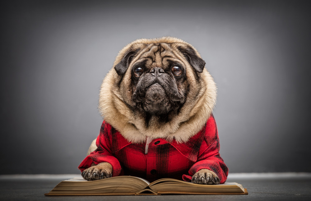 fluffy pug dog laying on an old book in a red checked shirt. purebread.