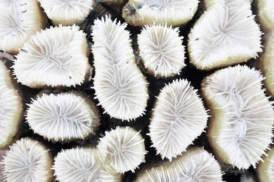 close-up of white coral