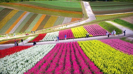 farm shed scenery in biei-ch?, hokkaido prefecture, landscape of beautiful japan nature.