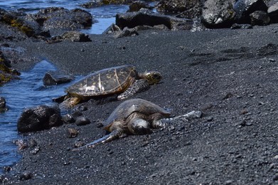 turtles on a black sand beach in hawaii