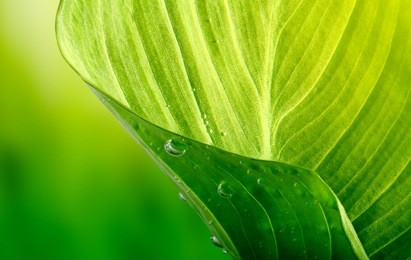 green leaf background