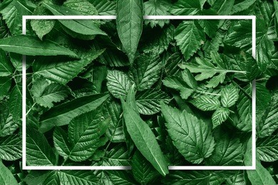 creative layout made of flowers and leaves with paper card note. flat lay. nature concept