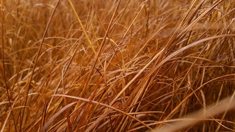 dry grass in autumn