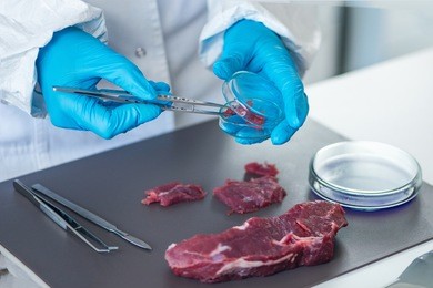 food safety expert inspecting red meat in laboratory
