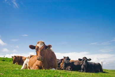 cows lying down in a green pasture. 