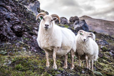 icelandic sheep