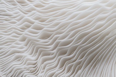 abstract nature background macro of sajor-caju mushroom plants. using idea design texture pattern concept natural or wallpaper.