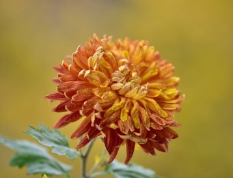 nice colorful  chrysanthemum