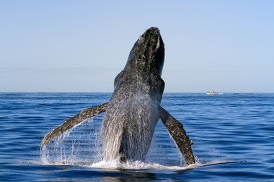 whale breaches on the gold coast.