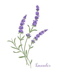 lavender flowers small bouquet