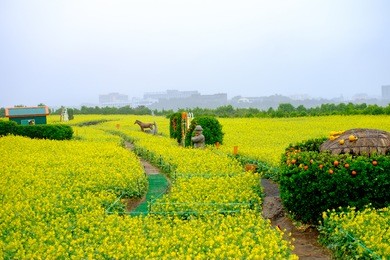 jeju island rape flowers in may