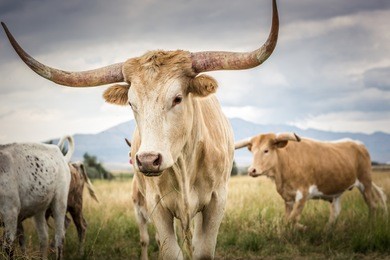 a herd of texas longhorn cattle in the open range country of idaho during summer