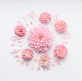 round pink pale flowers composition with petals on white desktop background, flat lay, top view. creative floral layout or greeting card for mothers day, wedding , happy event or birthday